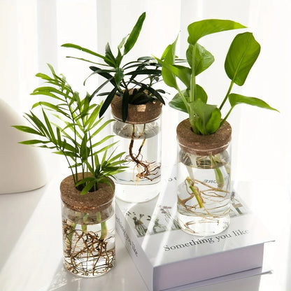 Glass Hydroponic Plant Vase